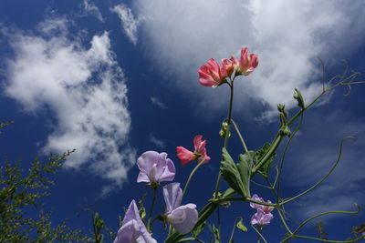 Close-up of pink flowering plants against cloudy sky