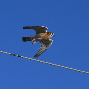 Low angle view of bird flying against clear blue sky