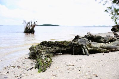 Natural beach with a root