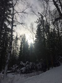 Bare trees on road