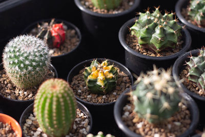 High angle view of potted plants