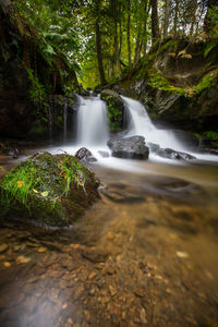 Scenic view of waterfall in forest