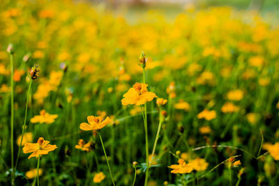 Close-up of yellow flowering plant on field