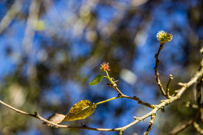 Low angle view of flowering plant