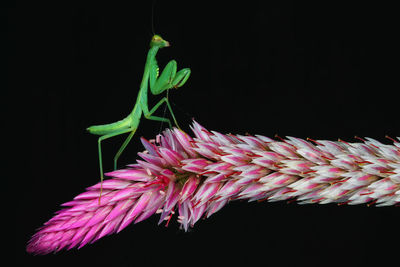 Close-up of pink flower against black background