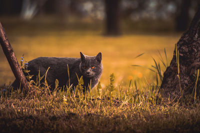 Portrait of cat on grass