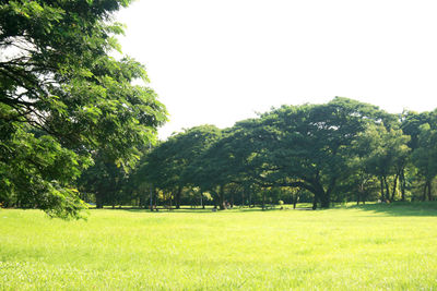 Trees on field against clear sky