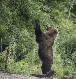 Side view of bear rearing up against trees in forest