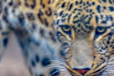 Close-up portrait of a cat