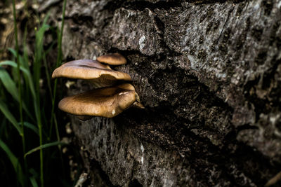 Close-up of mushrooms growing on rock