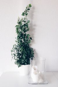 Close-up of plant against white wall