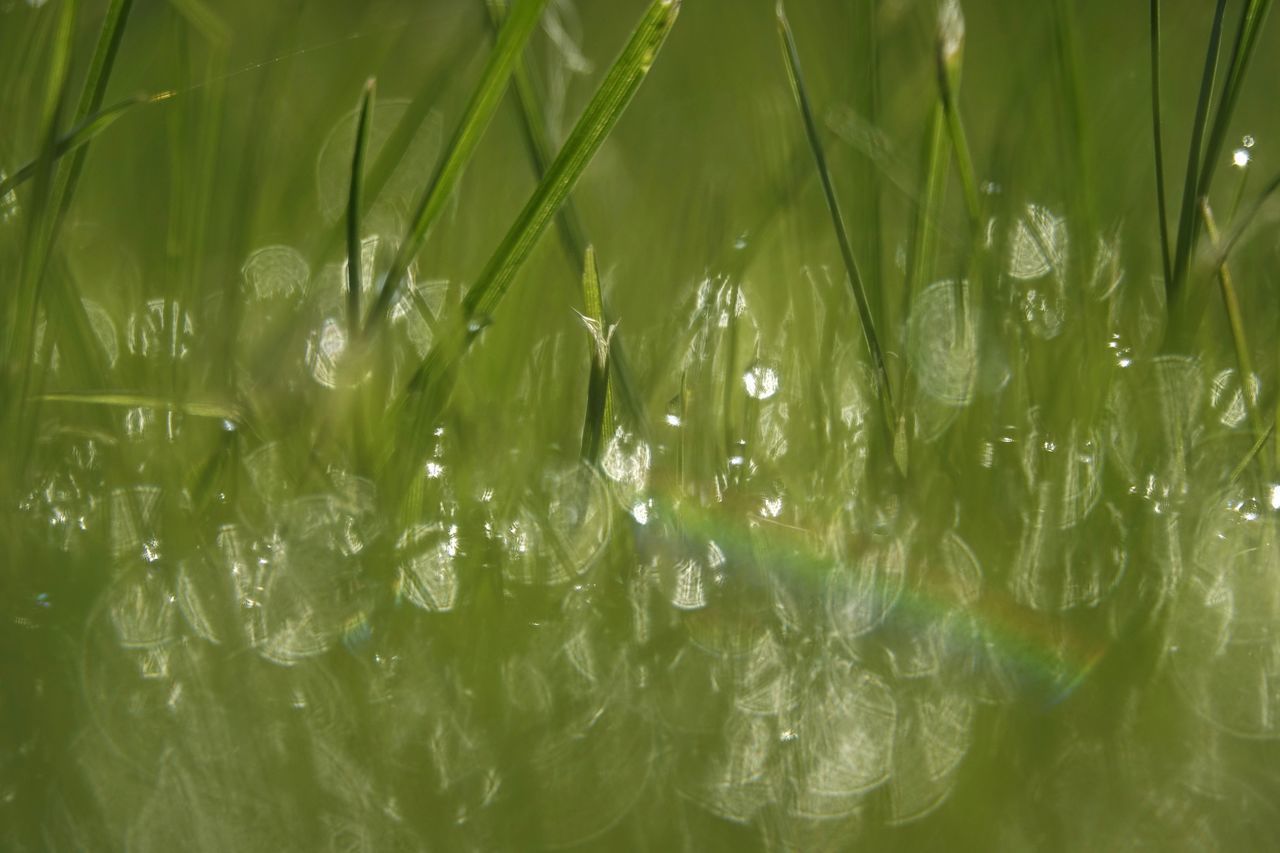 FULL FRAME SHOT OF WET PLANTS