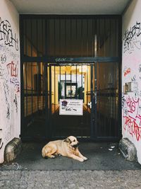 Dog on floor