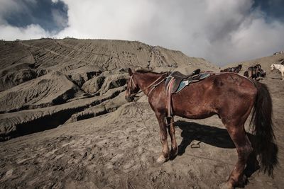 View of a horse on land