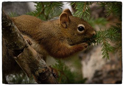 Close-up of squirrel on tree