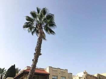 Low angle view of palm tree against clear sky