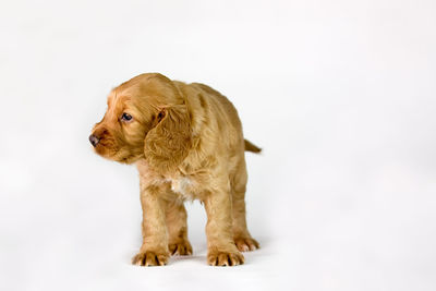 Portrait of a dog over white background