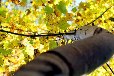 Low angle view of tree