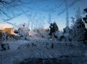 Snow covered plants seen through window