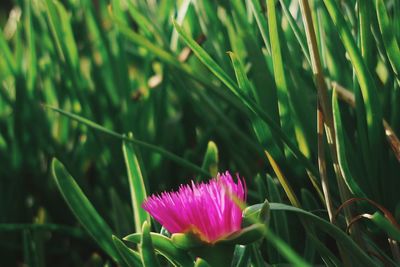 Close-up of flower growing amidst grassy field