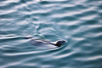 Close-up of otter in ocean