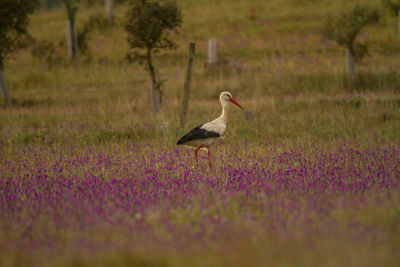 Bird on a field