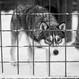 Portrait of dog in cage