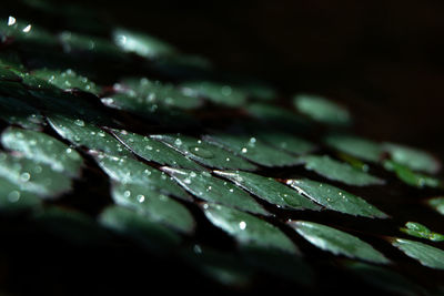 Close-up of water drops on leaves