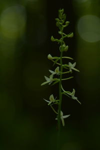 Close up of green leaves