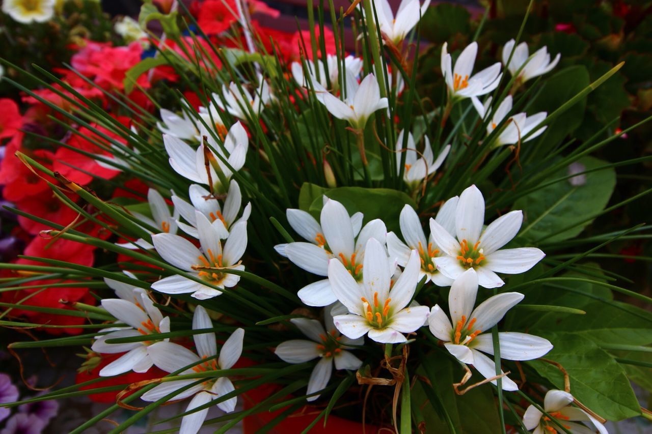 flower, petal, freshness, fragility, flower head, white color, growth, beauty in nature, blooming, nature, plant, in bloom, focus on foreground, pollen, close-up, leaf, blossom, stem, day, no people