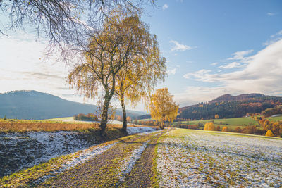 Trees on field by road against sky