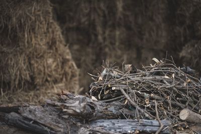 Close-up of dead plant on field in forest