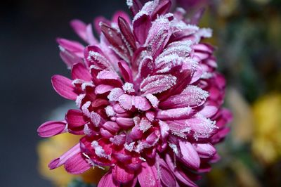 Close-up of pink flower blooming outdoors