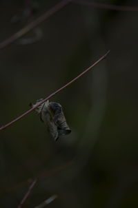 Close-up of insect