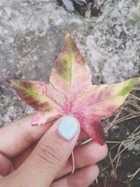 Close-up of cropped hand holding plant