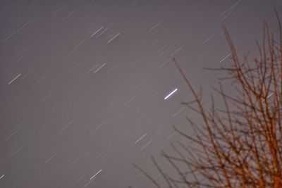 Low angle view of bare tree against sky at night