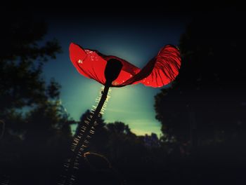 Close-up of red flower against sky at sunset
