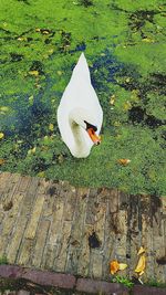 High angle view of white swan in lake