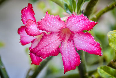 Close-up of wet pink flower blooming outdoors