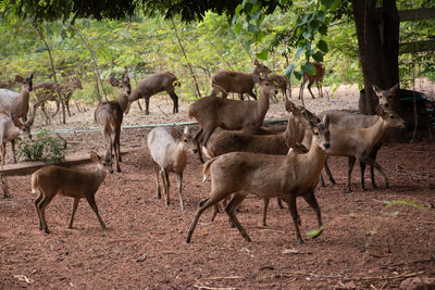 Herd deer that gather in the zoo.many deer are standing and looking at camera.