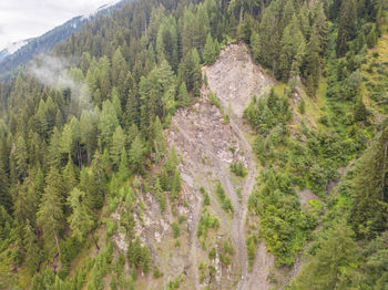 Panoramic view of pine trees in forest