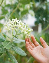 Close-up of hand touching white flowers