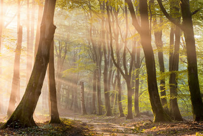 Trees in forest