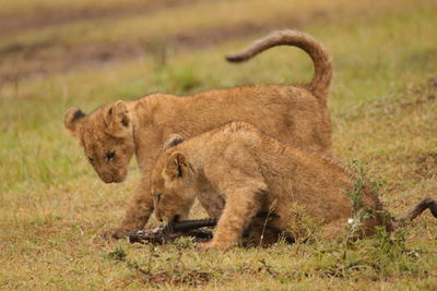 Lion on grass