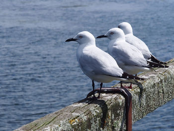 Close-up of seagull perching on sea shore