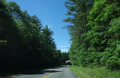 Empty road amidst trees against clear blue sky