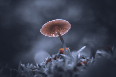 Close-up of mushroom growing on field