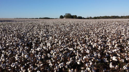 Scenic view of field against clear sky