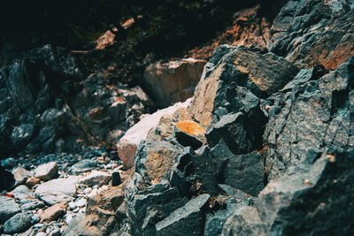 Close-up of rock on land