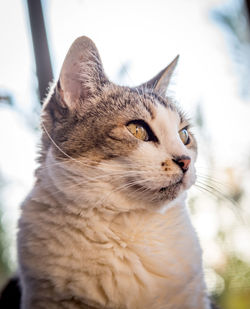 Close-up portrait of cat